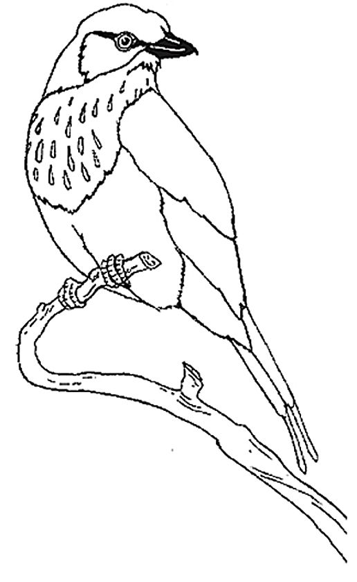 516x840 Honey Honey Lion Coloring Mural Lilac Breasted Roller Ideas