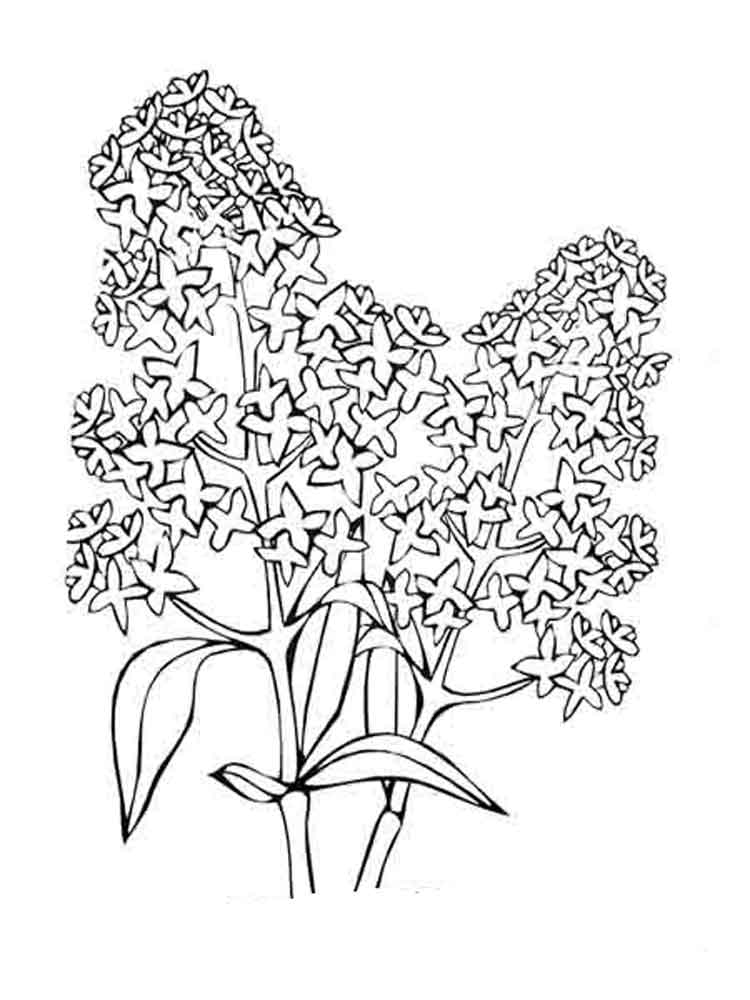 750x1000 Lilac Flower Coloring Pages. Download And Print Lilac Flower