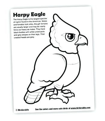 349x403 New Coloring Pages For Harpy Eagle Lilac Breasted Roller Coloring