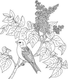 236x274 New Hampshire Purple Finch And Purple Lilac Coloring Page