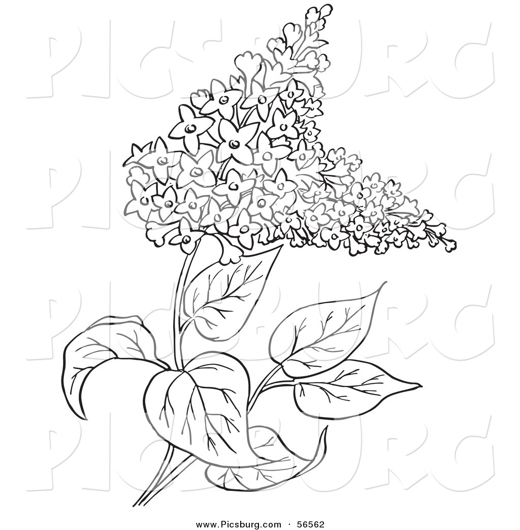 1024x1044 Rice Plant Coloring Pages