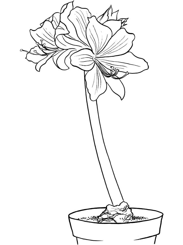 750x1000 Amaryllis Coloring Pages. Download And Print Amaryllis Coloring Pages