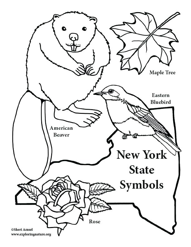 612x792 Beautiful Eastern Bluebird Coloring Page Coloring Pages