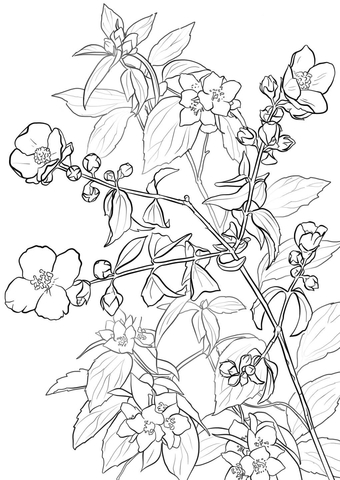 340x480 Flowering Lewis Mock Orange Or Syringa Coloring Page