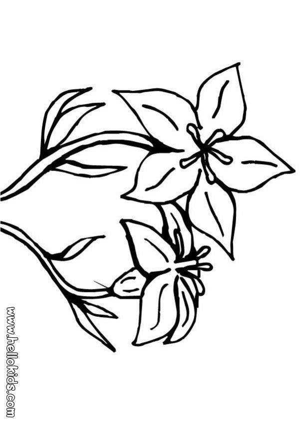 601x850 Flower Coloring Pages