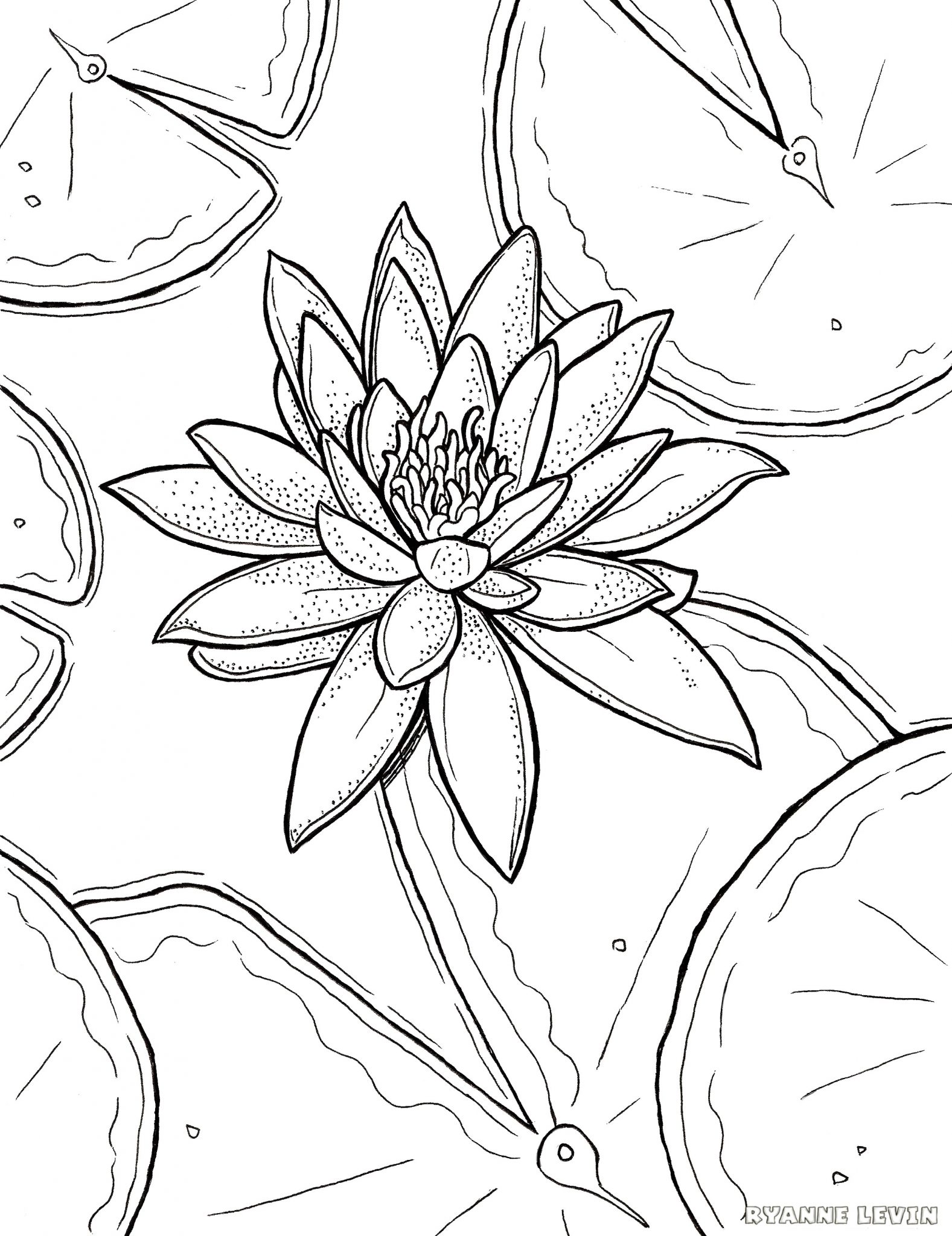 1577x2048 Free Printable Water Lily Coloring Page Download Ryanne Levin