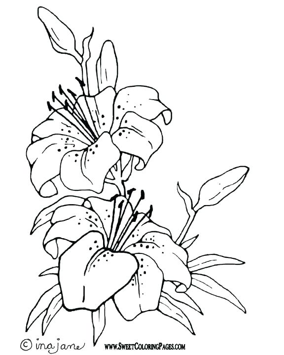 576x720 Ideas Lily Coloring Pages Or Recent Posts 75 Printable Lily Pad