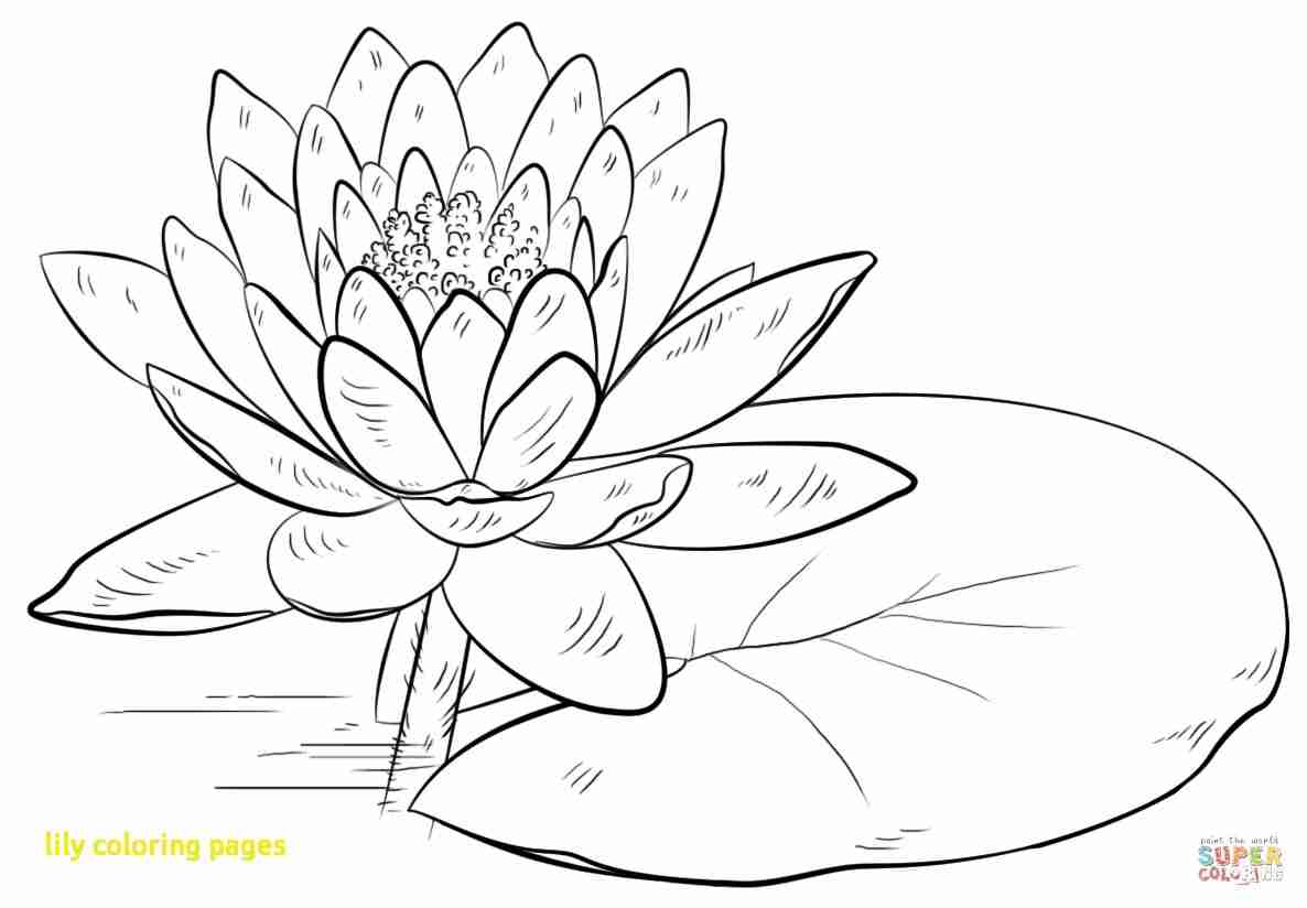 1186x824 Lilies Coloring Pages Free Best Lily Olegratiy