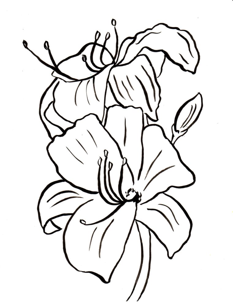 760x987 Lily Coloring Page