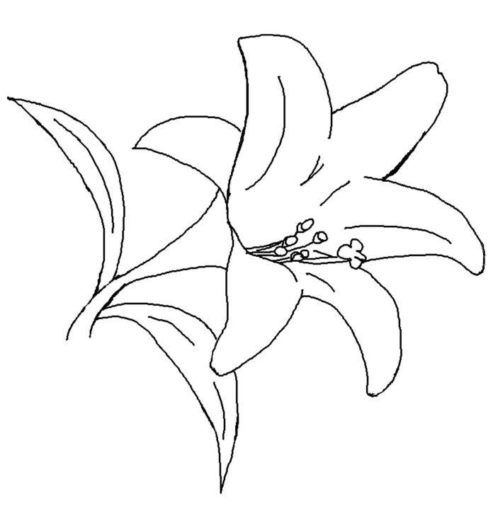 696x715 Lily Coloring Pages To Download And Print For Free