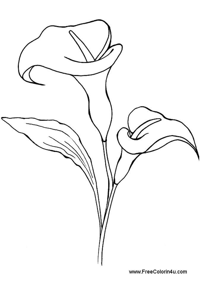 677x960 Calla Lily Coloring Pages Calla Lily Coloring Pages Flower Page