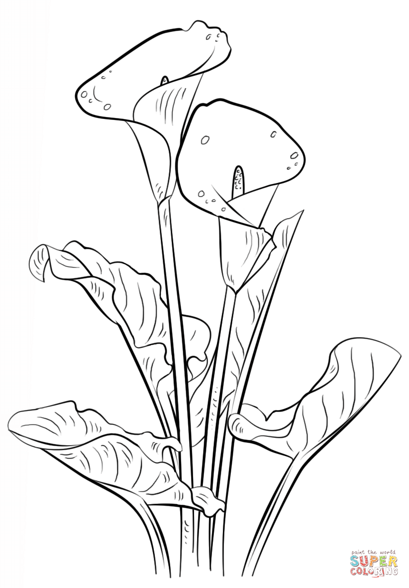 824x1186 Calla Lily Coloring Page Free Printable Coloring Pages