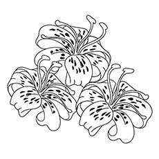 Lily Flower Coloring Pages