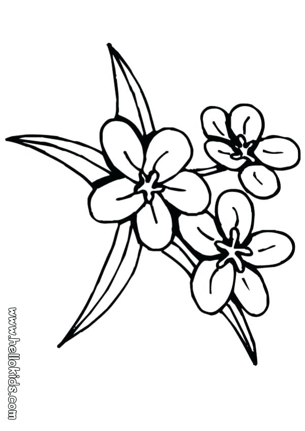 601x850 Coloring Pages Of A Flower Lily Flower Three Flowers Coloring Page