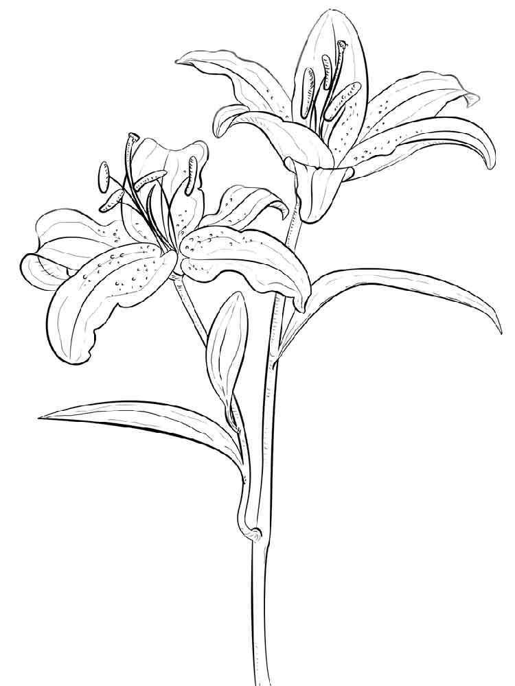 750x1000 20 Lily Coloring Pages Printable Free Coloring Pages