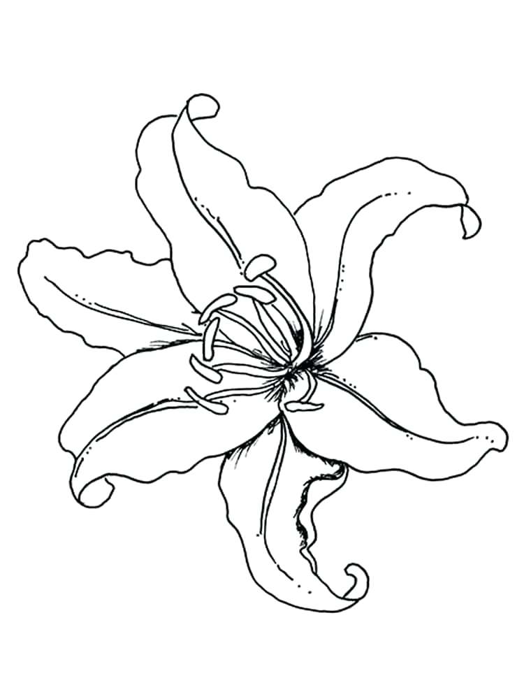 750x1000 Lily Flower Coloring Pages Download And Print Lily Flower Lily