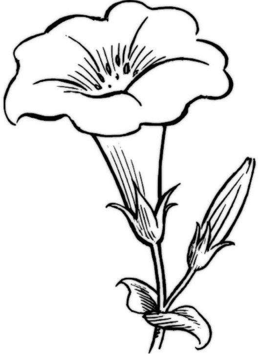 530x723 Lily Pad Flower Coloring Pages