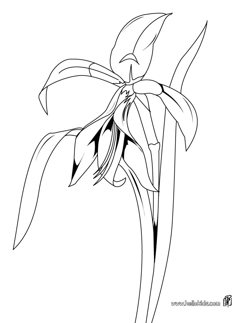 820x1060 Lily Coloring Pages