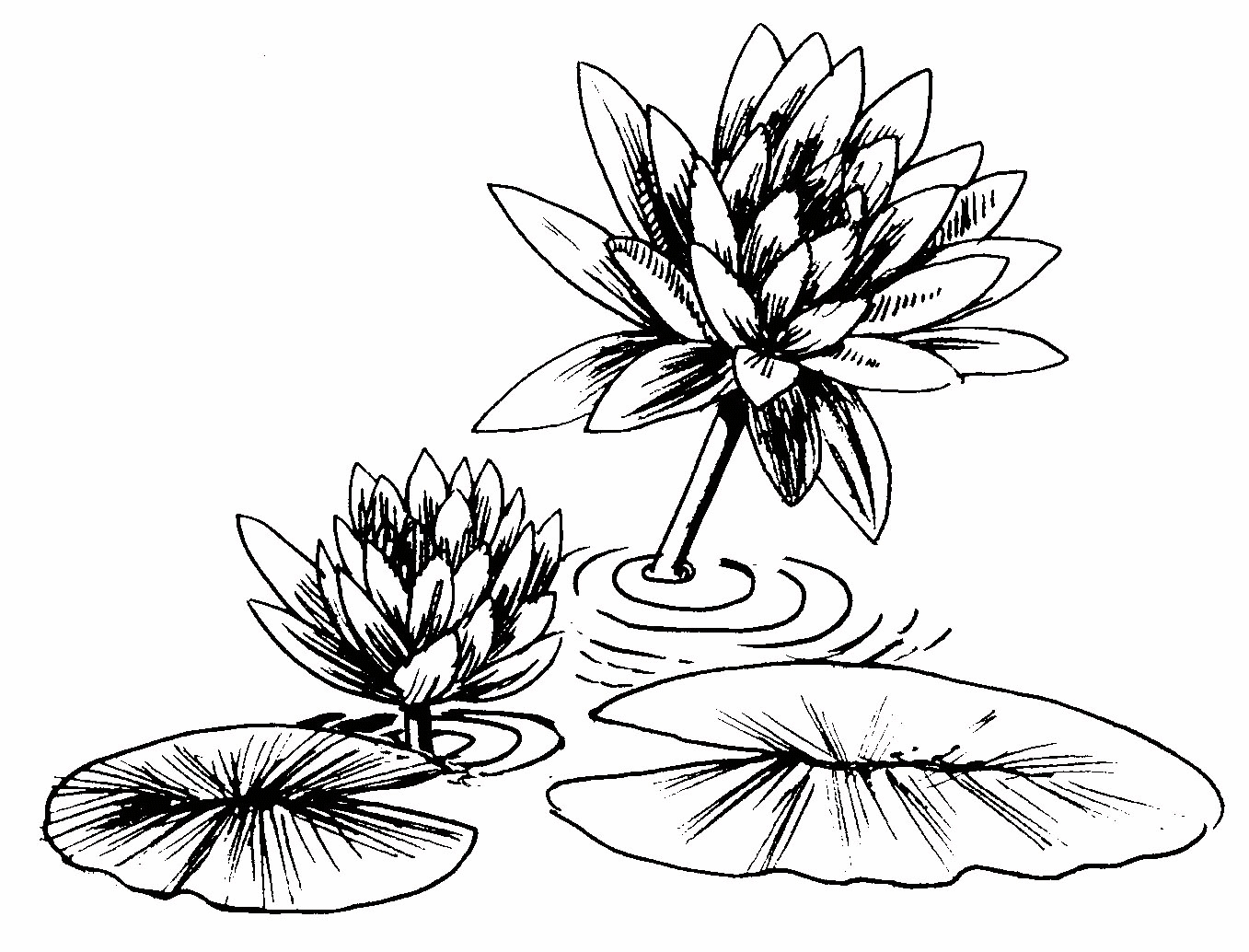 1357x1034 23 Best Of Lily Pad Coloring Page Kids Information And Ideas