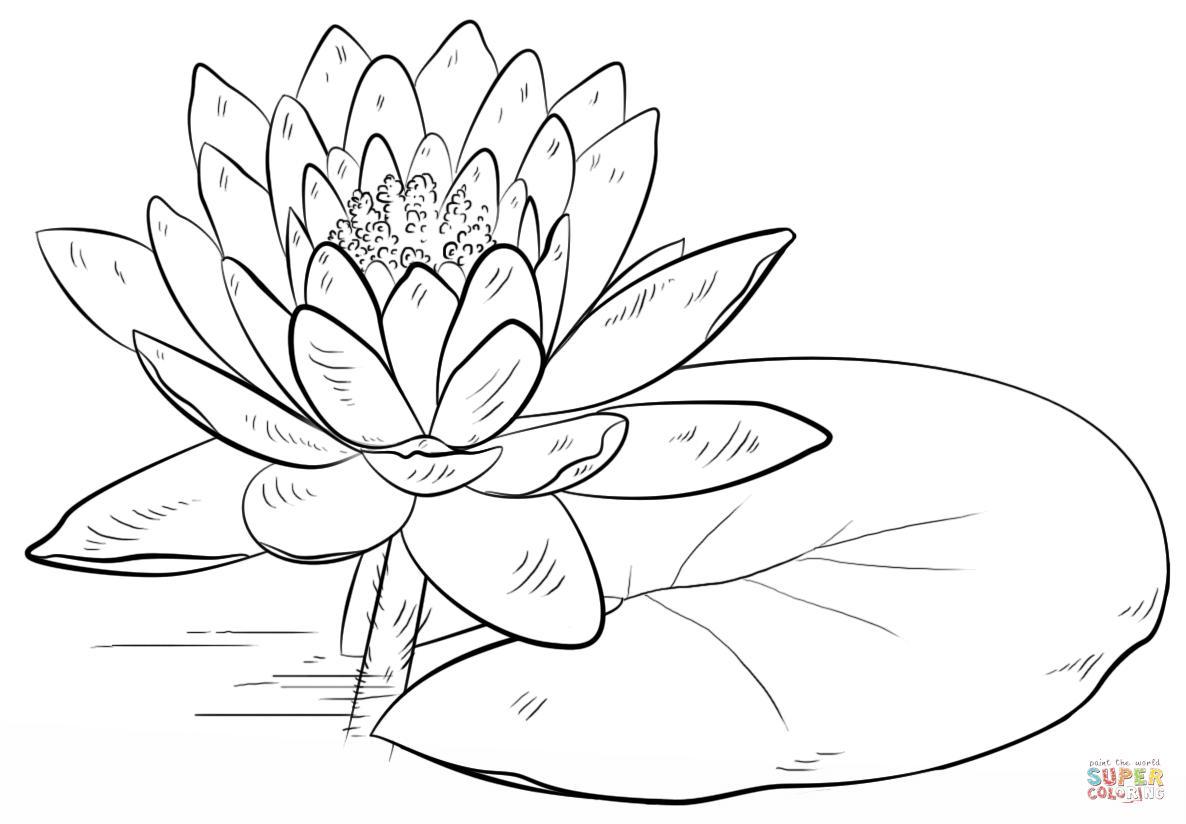 1186x824 Appealing Coloring Lily Flower Page Fun Picture For Pad Trends