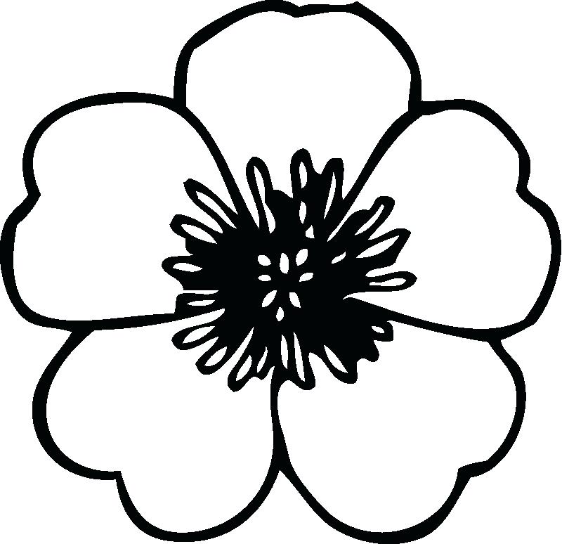 800x774 Coloring Pages Of A Flower Lily Flower Three Flowers Coloring Page
