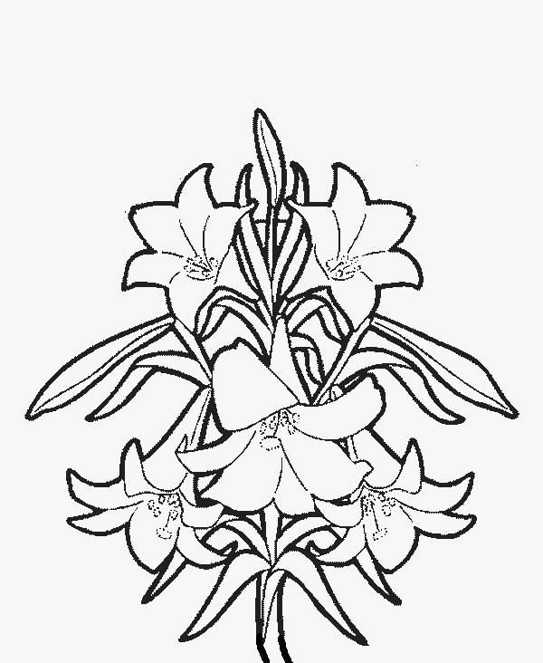 600x732 Lily Coloring Pages Best Of Tiger Lily Coloring Page Logo