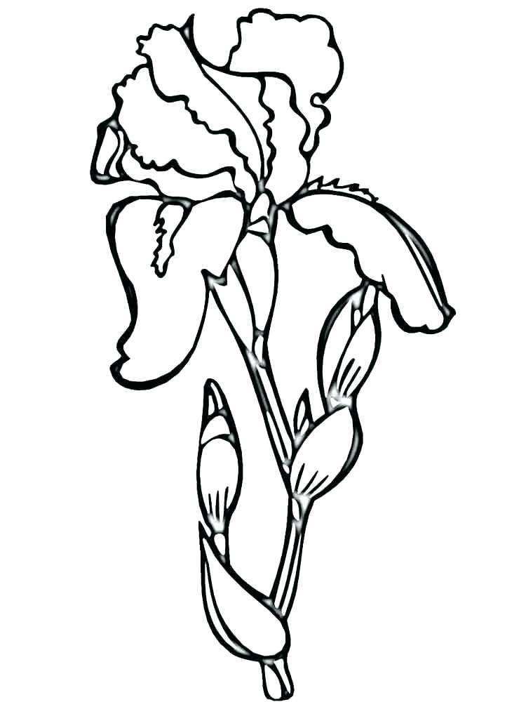 750x1000 Lily Of The Valley Coloring Page S S Lily Of The Valley Coloring