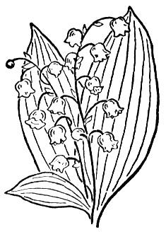 235x328 Lily Of The Valley