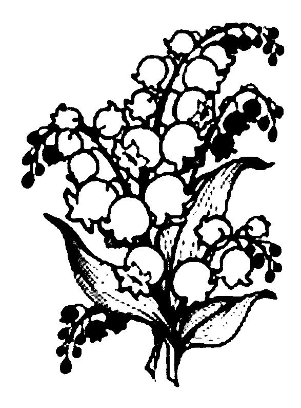 587x794 Lily Of The Valley Coloring Page 17