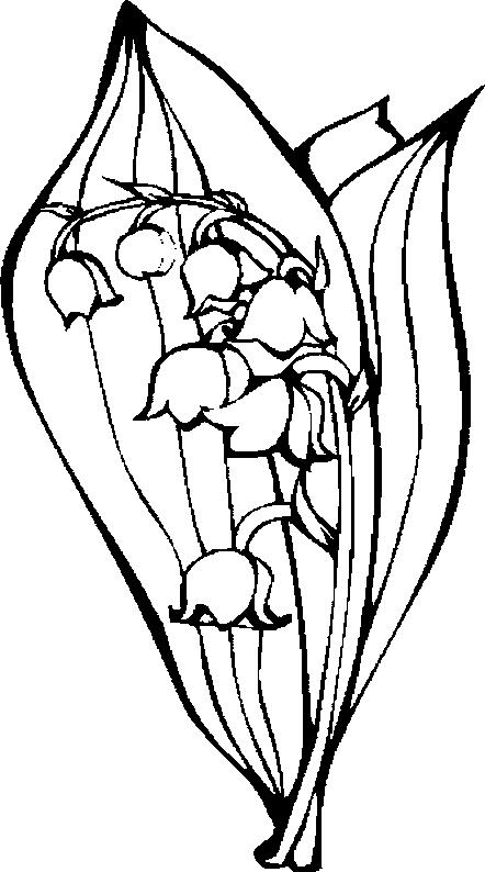 442x794 Lily Of The Valley Coloring Page 26