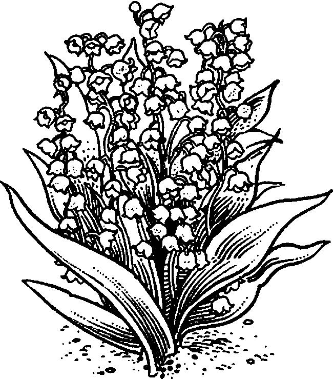 652x739 Lily Of The Valley Coloring Page 7
