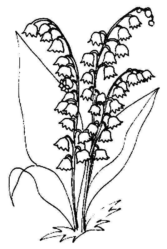 535x794 Lily Of The Valley Coloring Page 8