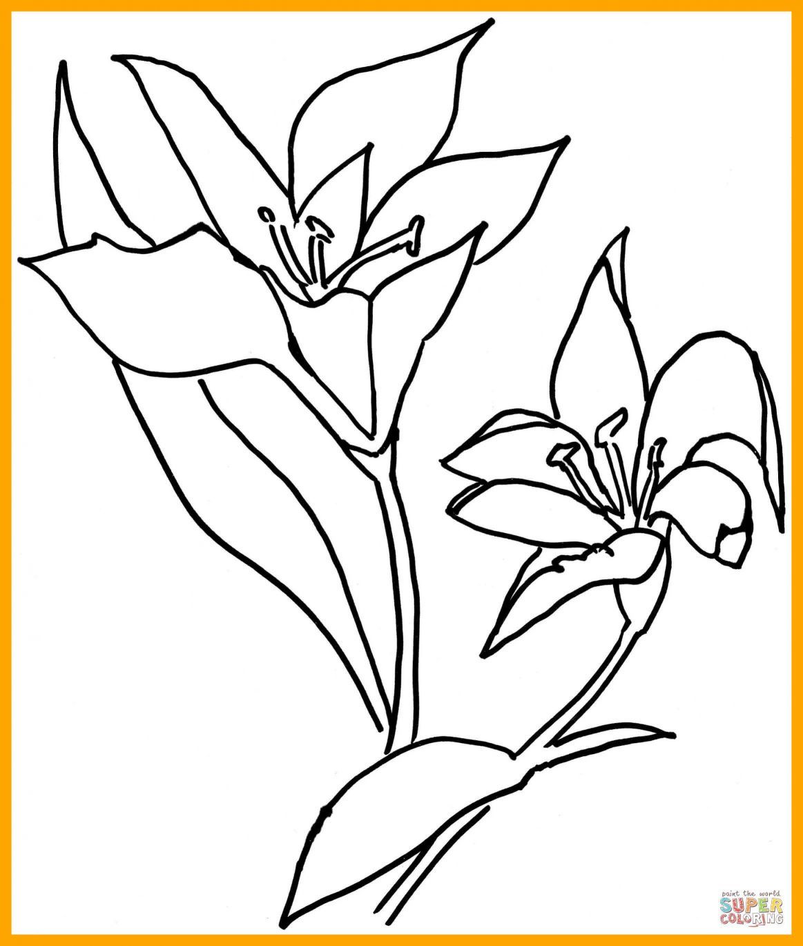 1163x1370 Shocking Lilium Or Lily Flower Coloring Page Printable
