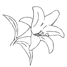 Lily Pad Coloring Page