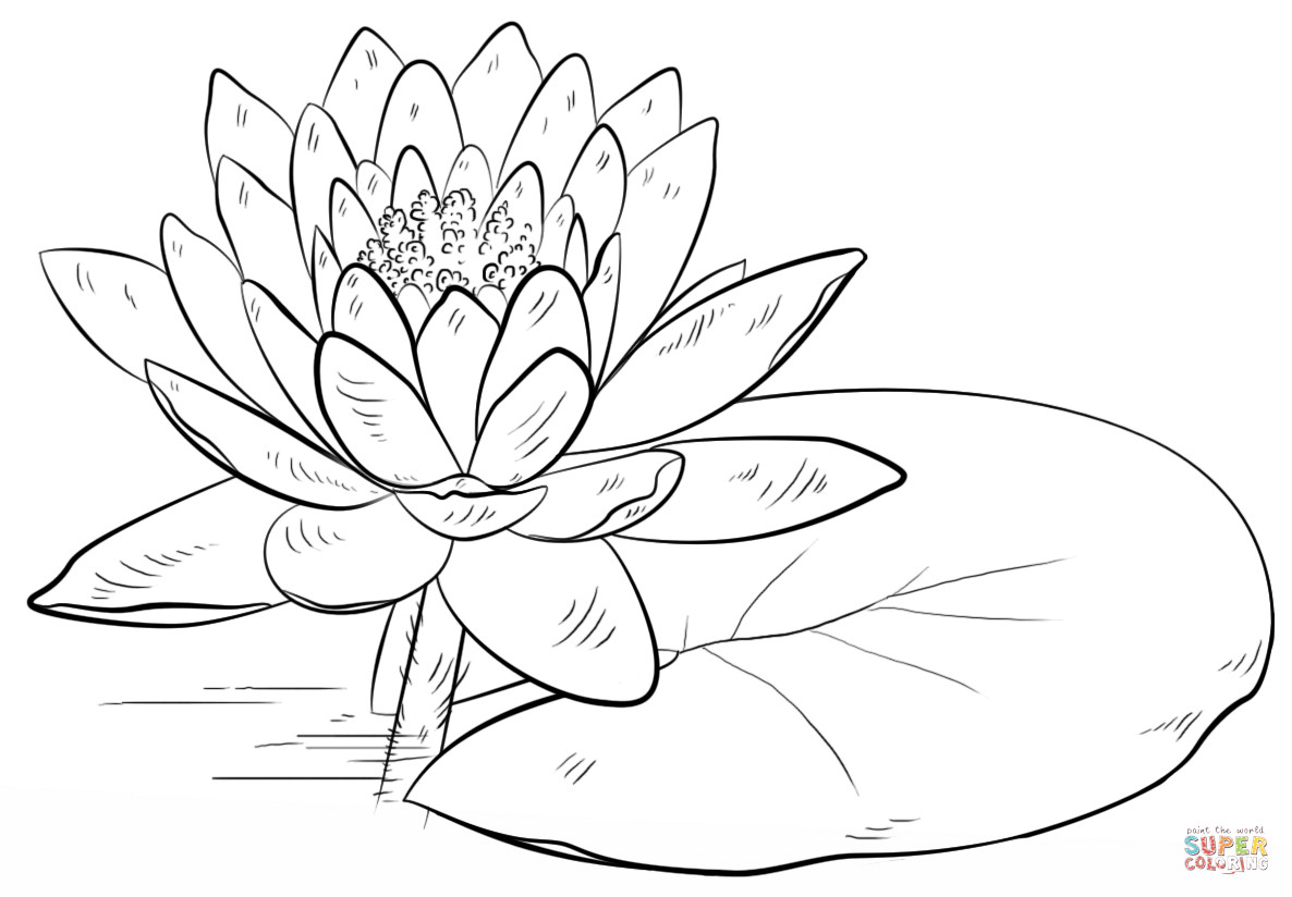 1186x824 Lily Pad Coloring Page Tixac