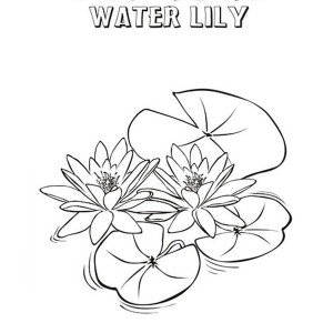 300x300 Water Lily Coloring Pages Pad Page