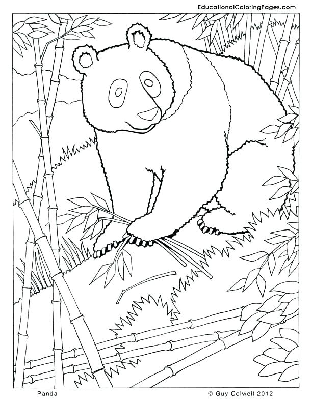612x792 Panda Coloring Pages Top Rated Panda Coloring Pages Pictures Panda