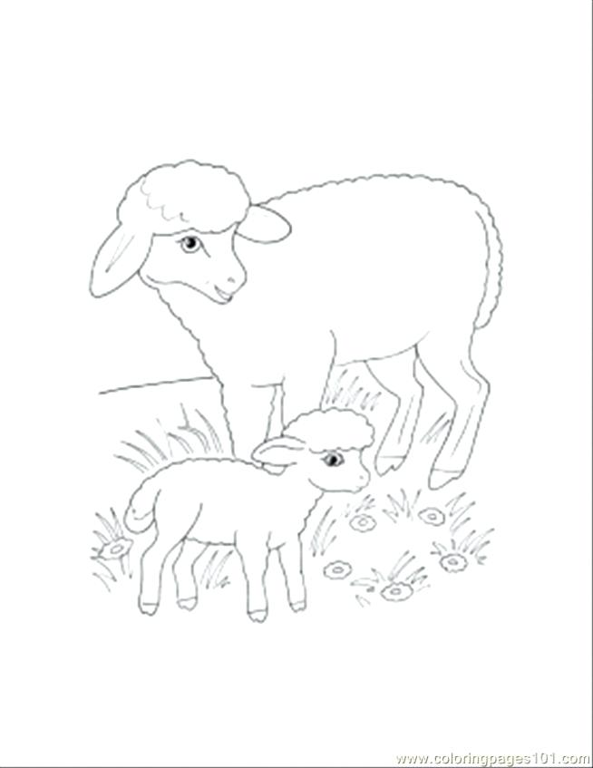 654x847 Lamb Coloring Page