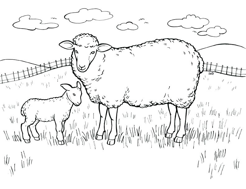 791x608 Lamb Coloring Pages Lamb Coloring Page Free Lion And Lamb Coloring