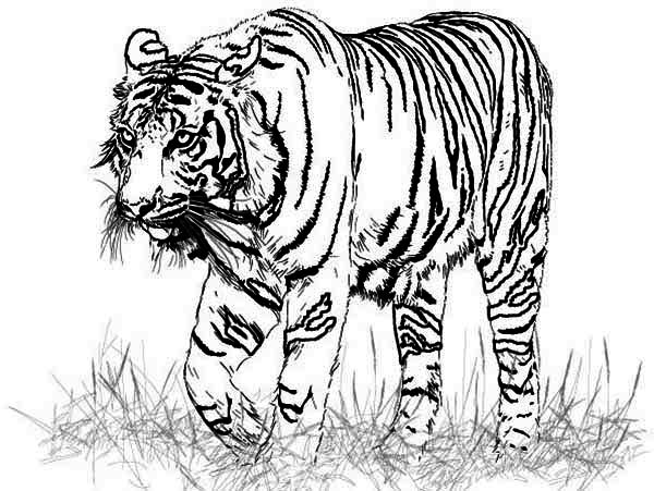 Lion And Tiger Coloring Pages