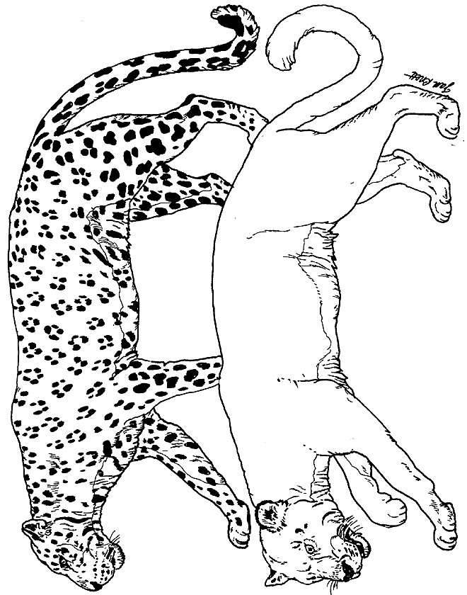 660x840 Coloring Pages Cats Lions Tigers