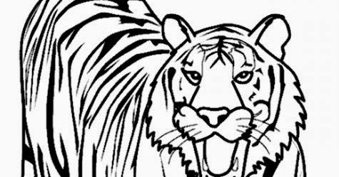 475x249 Lions And Tigers Coloring Pages Free Coloring Pages