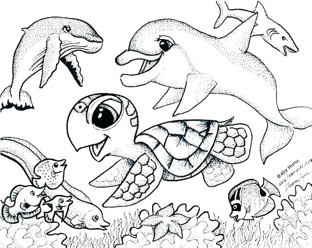 640x509 Sea Lion Coloring Page Seal Coloring Sheets Free Printable Seal