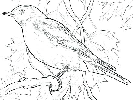 440x330 Coloring Mountain Mountain Lion Coloring Pages Mountain Bluebird
