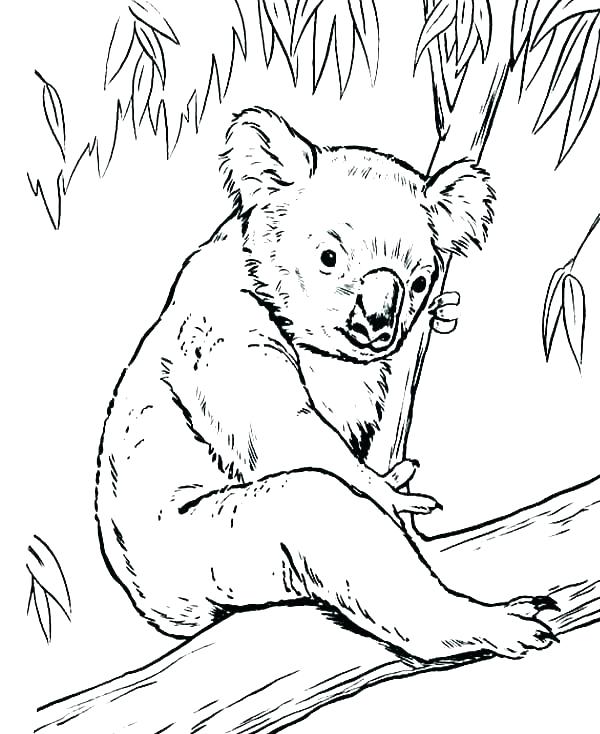 600x734 Coloring Page Lion Lion King Printable Coloring Pages Lion King