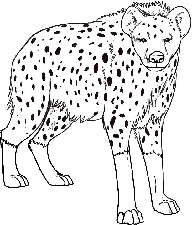 613x718 Baby Lion Coloring Pages Lion Family Coloring Pages Cartoon Baby