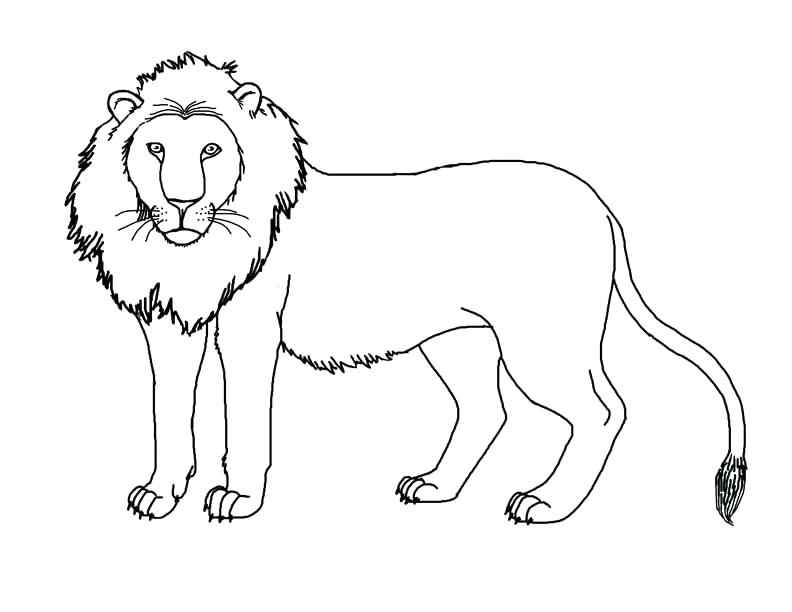 792x612 Lion Face Coloring Page Fair Lion Head Coloring Pages Lion