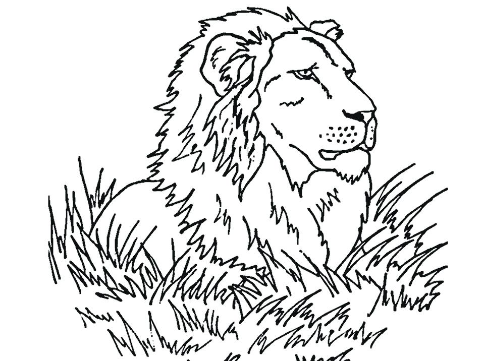 957x716 Coloring Pages Lion Fresh Coloring Page Of A Lion For Your
