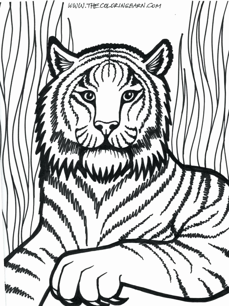 736x981 Lion Lamb Coloring Page Gallery Coloring Pages A Lion Lion Lamb