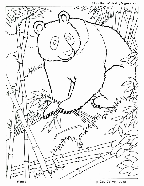 Lioness Coloring Pages